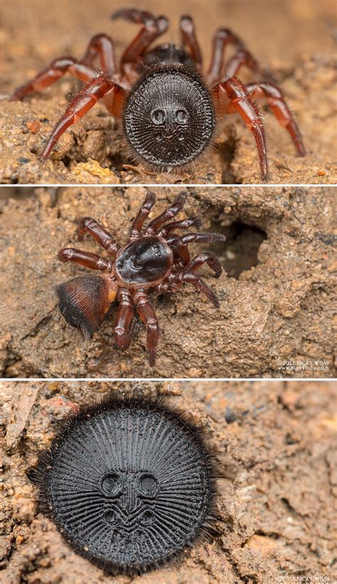 Cork Lid Trapdoor Spider Location at Flynn Barney blog