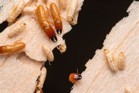 Drywood termites were the center of a recently published study that