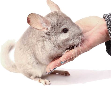 Chinchilla as pets - Miles with Pets