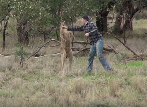 Bold man punches kangaroo to save dog