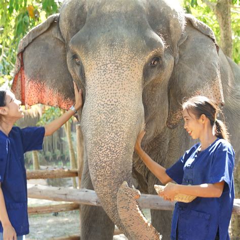 Elephant Feeding Experience - Elephant Experience Park Pattaya