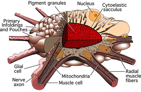 Anatomy - In the Mind of an Octopus