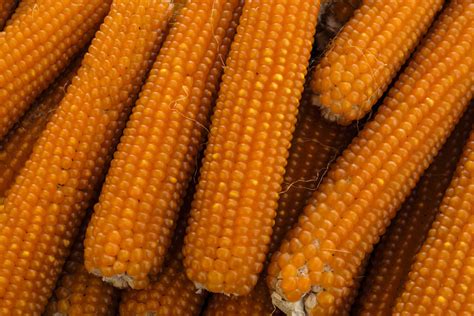 Close-up of orange popping corn - StockFreedom - Premium Stock Photography