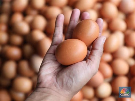 telur  kecil superfood   disalahpahami  fakta