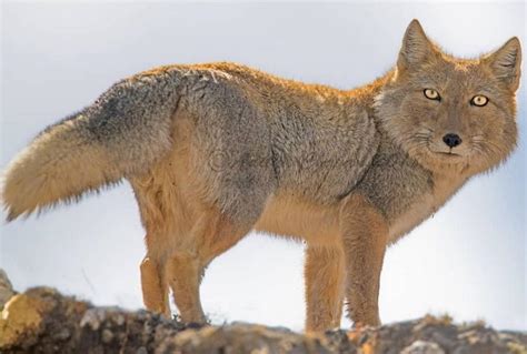 tibetan foxes lose  major food source  survival status