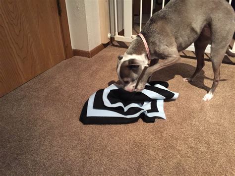 Indoor IG Activities - Midwest Italian Greyhound Rescue