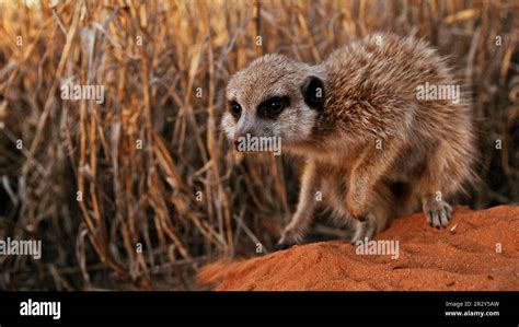 Meerkats (Suricata suricatta) Meerkat, predators, mammals, creepers, animals, Meerkat adult ...