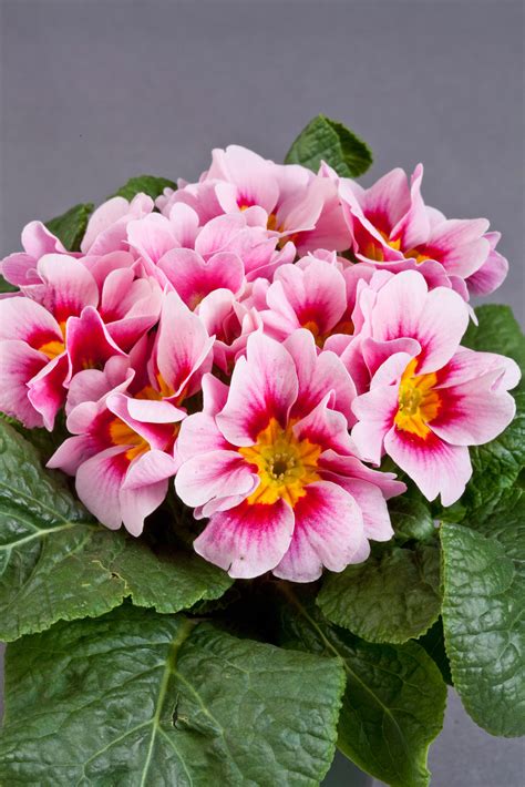 Daniella Rose Bicolor - Rose bicolor | Peoria Gardens, Inc.