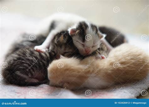 Cute Baby Kittens Sleeping