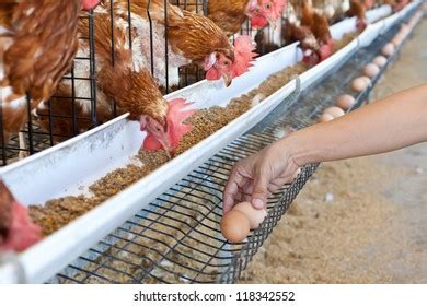 Eggs Chicken Farm Stock Photo 118342552 | Shutterstock