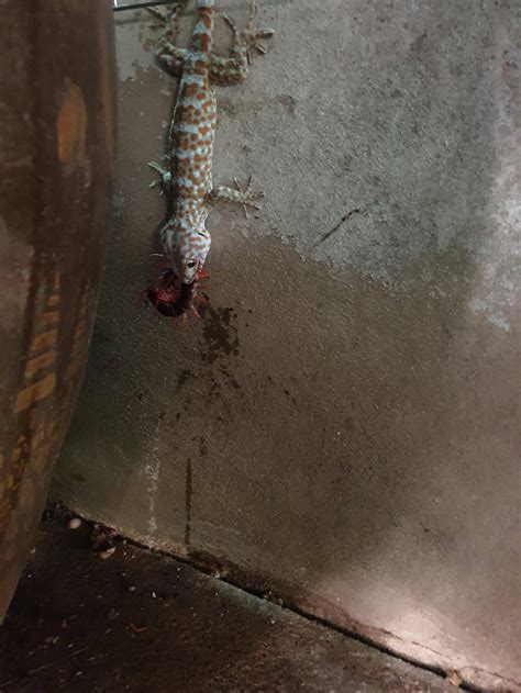 Lizard battles Asian Centipede in Thailand : r/natureismetal