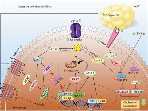 proposed mechanism   green tea acts  nafld