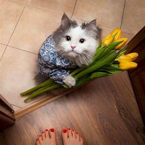 Cat giving flowers Blank Template - Imgflip