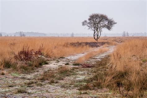 Popular Tree at Wierdense Veld, Netherlands