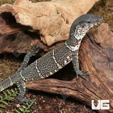 Green Anoles For Sale - Underground Reptiles