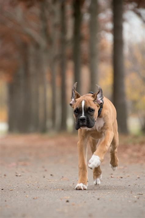 50,000+ Free Boxer Dog & Boxer Images - Pixabay