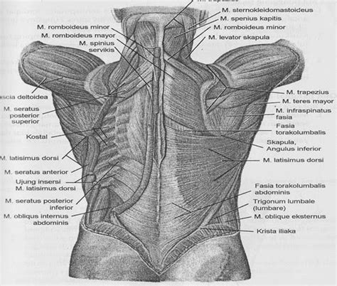 anatomi  fisiologi sistem muskuloskeletal anatomi  fisiologi