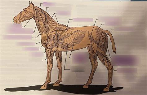 muscles of a horse Diagram | Quizlet