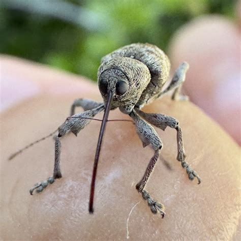 lil acorn weevil rinsects