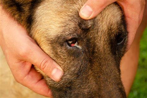 4 Types of Eye Infection in Dogs (With Home Remedies) - A-Z Animals