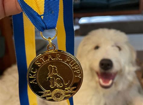 AKC STAR Puppy Test: Is it Worth It?