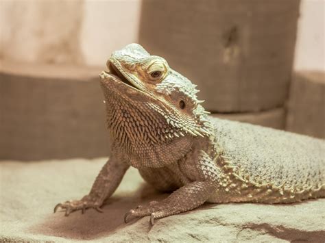 Do Bearded Dragons Need A Heat Rock? - Reptile Craze