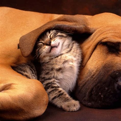 Imagem De Cachorros E Gatos - 8