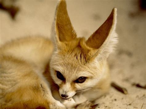 the cuteness that is the fennec fox - Fennec Foxes Photo (19295498 ...