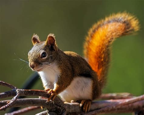 healthy full grown squirrel basking   morning sunlight