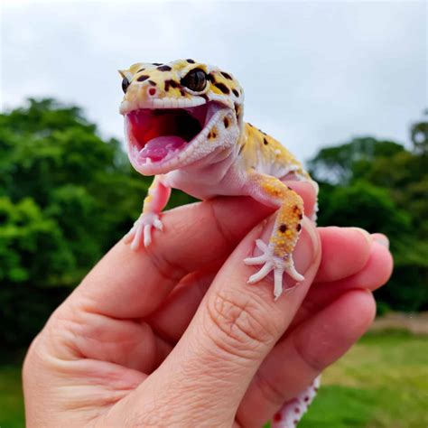 what happens if gecko making noise step by step