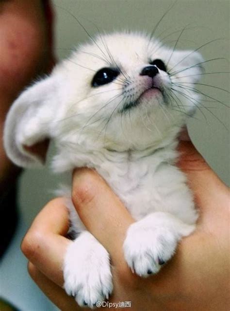 Fennec Foxes are the cutest animals! : r/aww