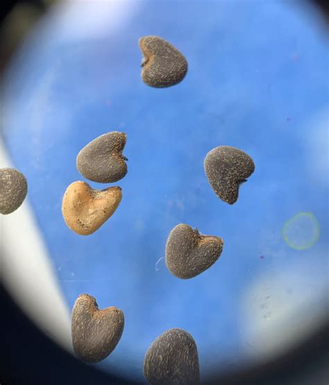 What are those heart shaped seeds?