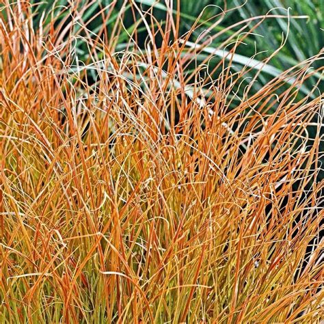 Carex Testacea