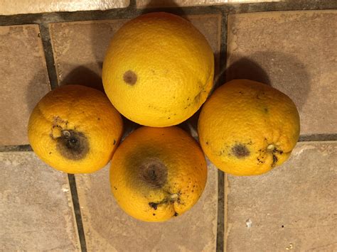 green spots on oranges 1