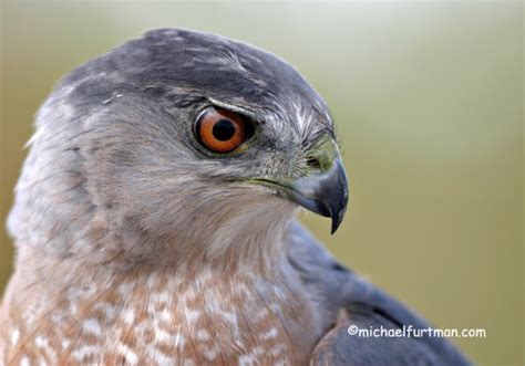 Accipiters