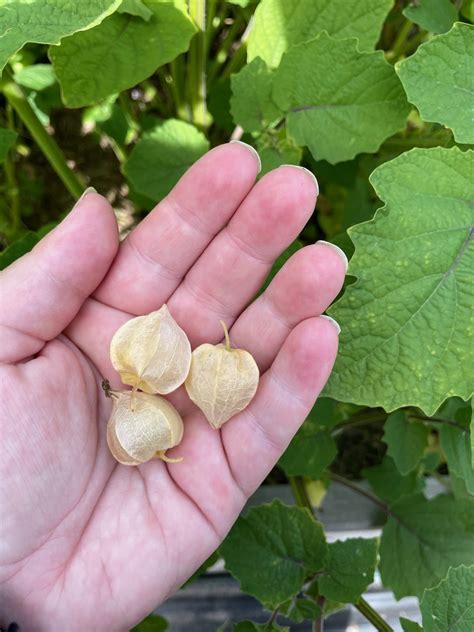 How to Grow Ground Cherries in Zone 3 | Shifting Roots