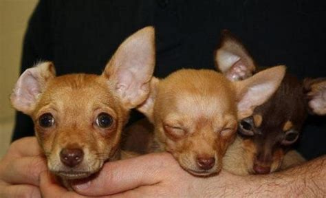 Rescuers Save 64 Dogs From Costa Rican Puppy Mill