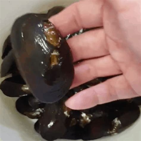 Small/ Medium sized Freshwater Mussels – Nano Tanks Australia