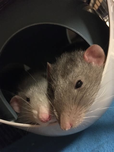 How often do your rats sleep? How do you determine if they’re sleeping