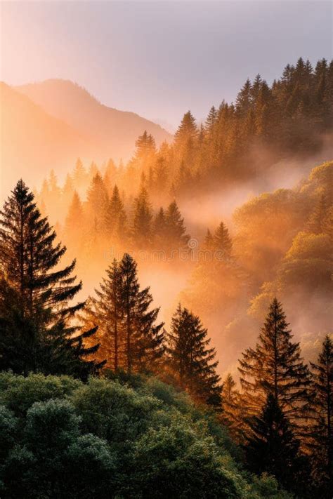 golden sunrise illuminating misty mountain forest landscape stock image