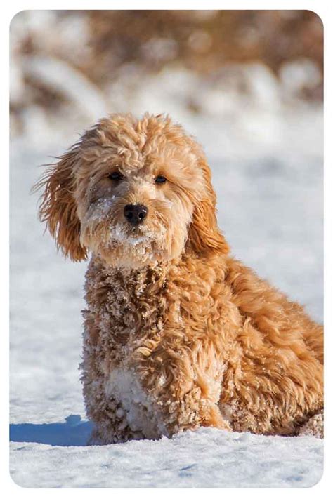 Mini Goldendoodle Colors - A Complete Guide