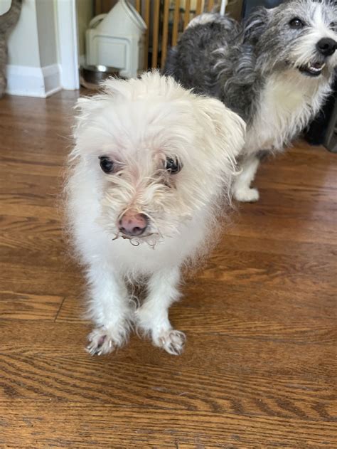 Shelter workers explain the process to find maltese dogs for adoption