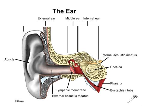 Ear Functional Anatomy - Ear, Nose, Throat - Medbullets Step 23