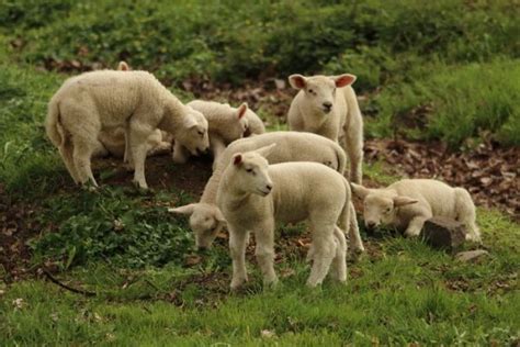 Sheep Farming Business For Beginners | Agri Farming