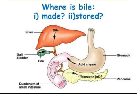 what is bile?where in the body is it produce and stored? - Brainly.in