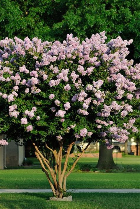Crape Myrtle lagerstroemia Indica .5g - Etsy Canada