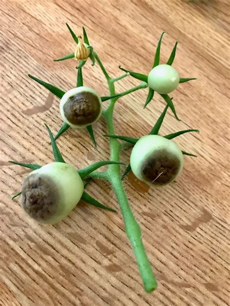 How to Fix Blossom End Rot Tomatoes