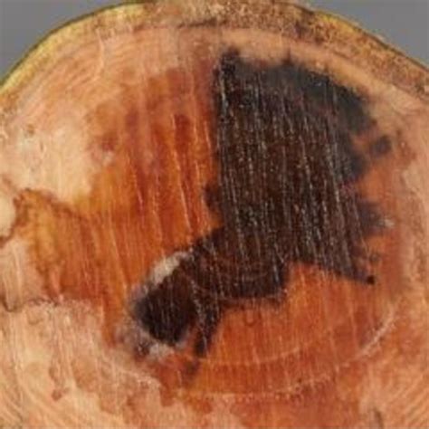 procedure  installing  mesh bags   root ingrowth core