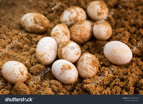 lizard egg images stock  vectors shutterstock