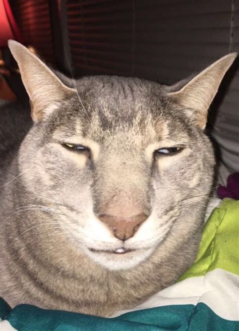 weird  cats resetera